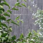 بیشترین بارش استان یزدبا ۳۹ میلیمتر در گل افشان مهربز ثبت شد