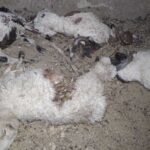 حمله گرگ‌های گرسنه به گله گوسفندان در روستای جوزوییه بافق